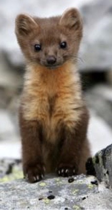 <p>Genus,species ,habitat?</p>