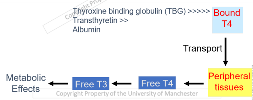 <ul><li><p>bound t4 circulated around the body</p></li><li><p>needs to be free to interact with receptors </p></li><li><p>different degree of looseness to binding proteins</p></li><li><p>t4 needs to be converted to t3(active form) </p></li><li><p>thyroid hormone produced daily from thyroid gland  </p></li></ul><p></p>