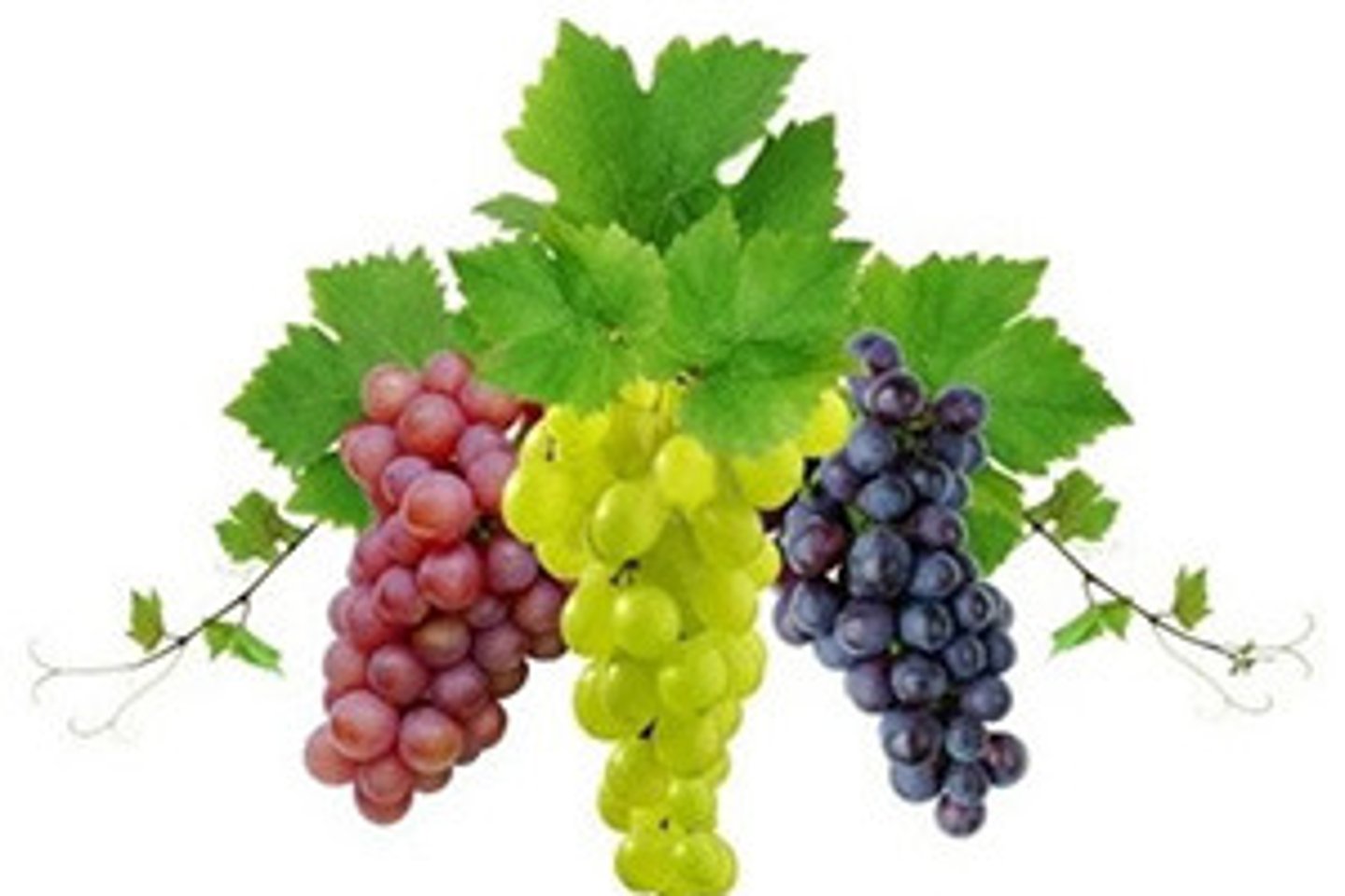 <p>grape</p>