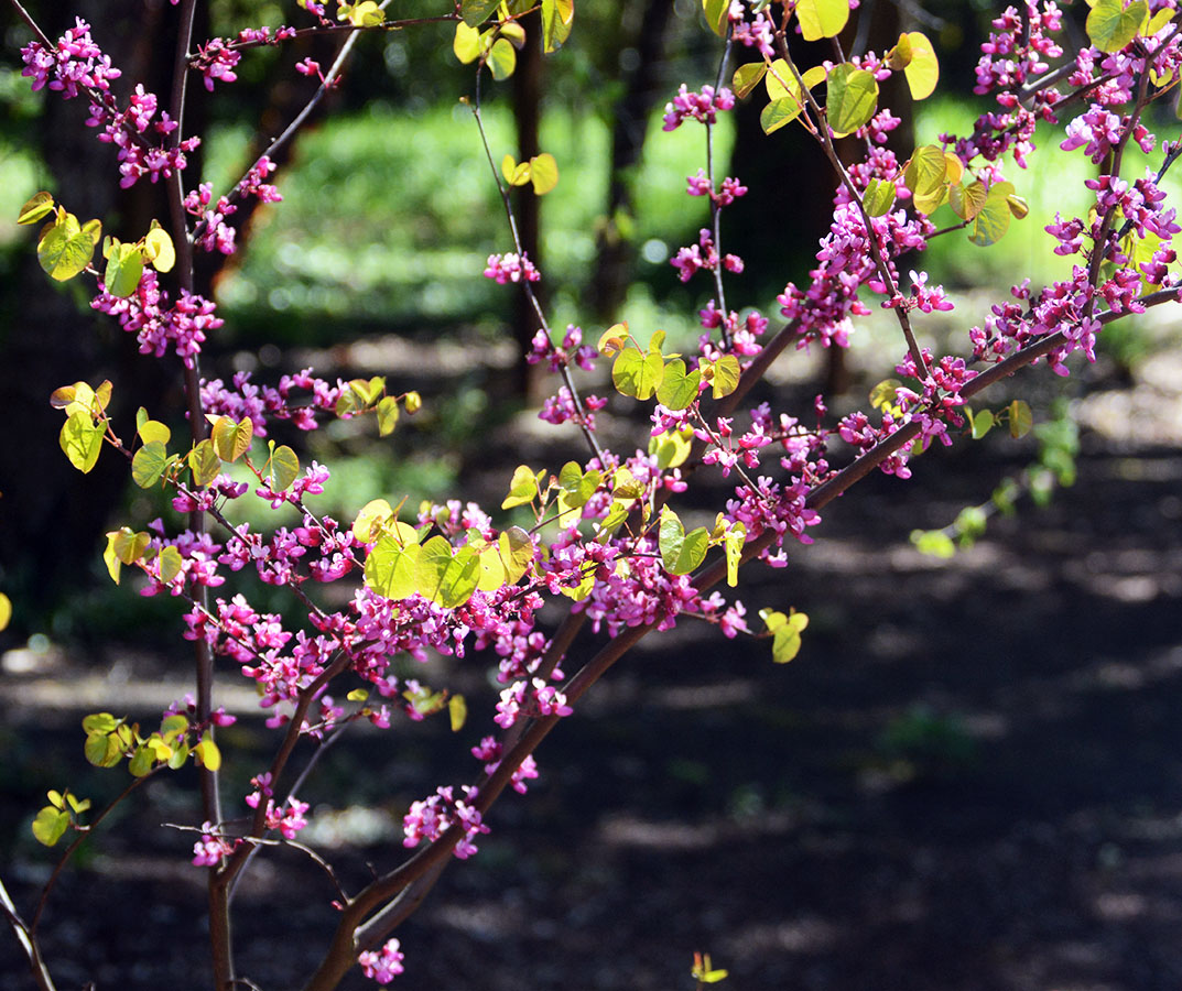 <p>Broadleaf deciduous shrub, or small tree, to 16 ft (5 m) tall, often multistemmed, rounded crown.&nbsp;&nbsp;Twigs slender, angled, smooth, brown bark with lighter lenticels.&nbsp;&nbsp;Leaves alternate, simple, 4-9 cm long, may be somewhat wider, nearly round to kidney shaped (reniform), 7-9 veins from the cordate (heart shaped) base, shallow notch (emarginate) or rounded at the apex, mostly hairless, dark green above and paler below.&nbsp;&nbsp;Flowers pea-like, 12 mm long, purplish-pink, appear before leaves, blooms February-April.&nbsp;&nbsp;Fruit pod-like, flat, 5-9 cm long, narrowly oblong, brown or purplish, maturing in late summer, may hold brownish pods in winter. Native range includes Utah, Arizona (common in the Grand Canyon National Park), and especially California.</p>
