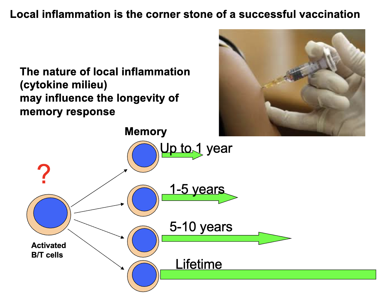 <ul><li><p>Induces innate immunity → adaptive immunity</p></li><li><p>Acts as cornerstone for successful vaccination</p></li><li><p>Cytokine “milieu” at site shapes memory cell response</p></li><li><p>Strength &amp; type of local inflammation influence memory duration (1 yr – 10 yrs or more)</p><ul><li><p>Determines successful vs. unsuccessful vaccination</p></li></ul></li></ul><p></p>