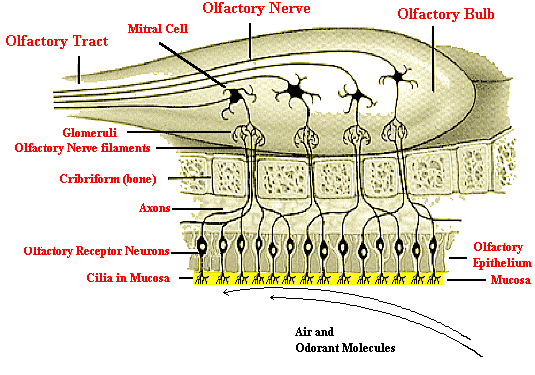 <ul><li><p>Olfactory sense</p><ul><li><p>Chemical</p></li></ul></li><li><p>&nbsp;Olfactory epithelium covers turbinates (bony structures) in nasal passages</p><ul><li><p>Large surface area</p></li><li><p>Humans: 5 cm2</p></li><li><p>Dogs: up to 170 cm2</p></li></ul></li><li><p>Hairs of cells immersed in layer of mucus</p><ul><li><p>Molecules are dissolved in mucus -&gt; contact sensory processes -&gt; nerve impulses sent to brain -&gt;interpretation of smells</p></li></ul></li></ul>