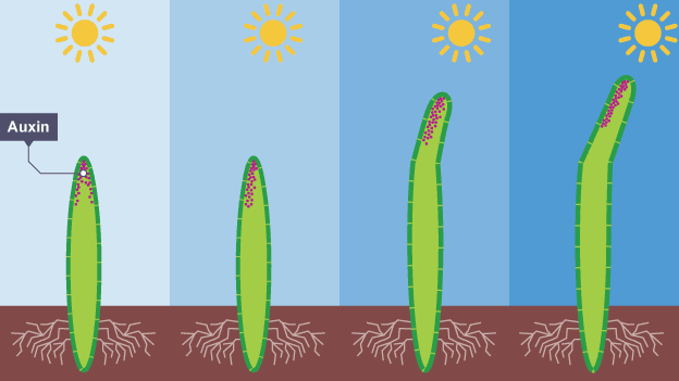 <p>When a plant is exposed to Light, Auxin is redistributed; Higher concentrations of Auxin start accumulating on the shaded side of a plant stem. And this leads cells to elongate more on the shaded side, causing them to bend towards the light!</p>