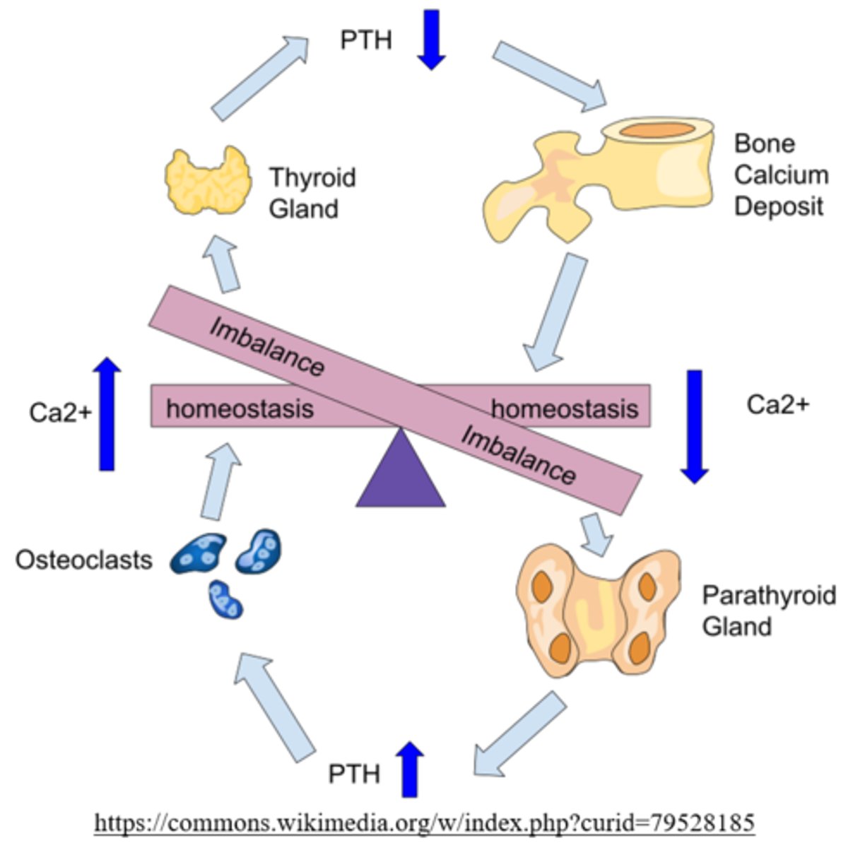 <p>osteoclasts; increases</p>