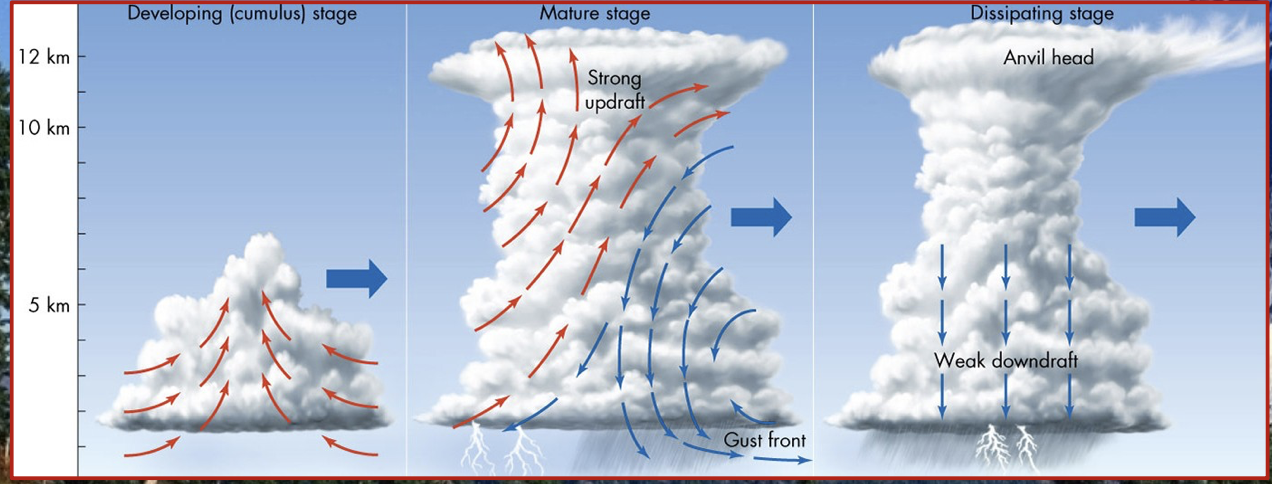 they develop in 3 stages:


1. cumulus
2. mature
3. dissipative

\
\*most storms pass through all the stages in 1 hour 