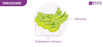 <p>Made of both RNA and proteins, it synthesizes the proteins for the cell.</p>
