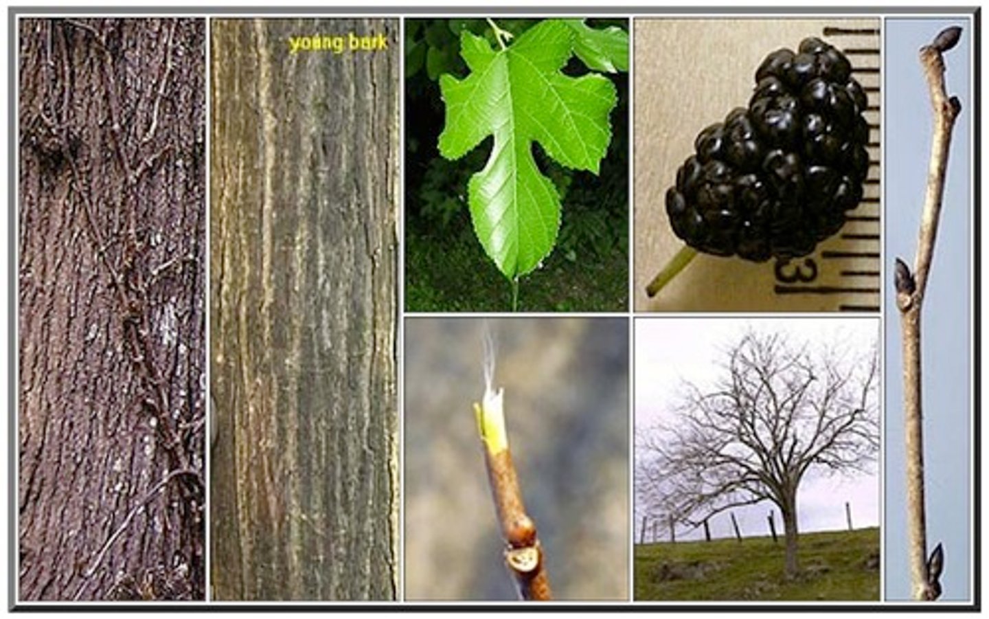 <p>MORUS ALBA</p>