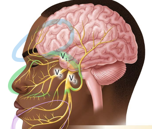 <p>what nerve is shown here?</p>