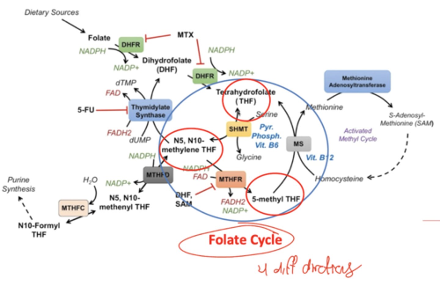 knowt flashcard image