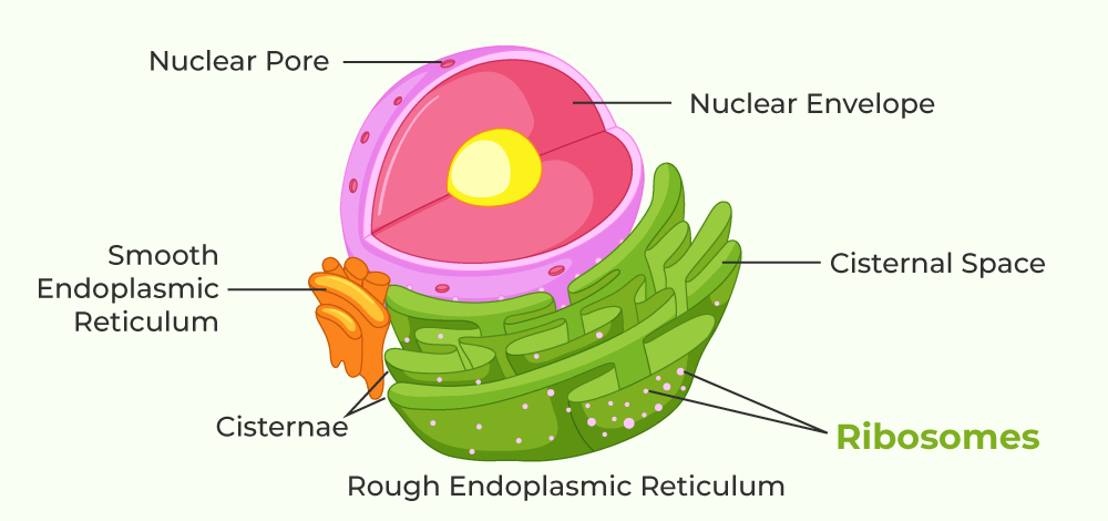 <p>Sub-cellular structure where protein synthesis occurs.</p>