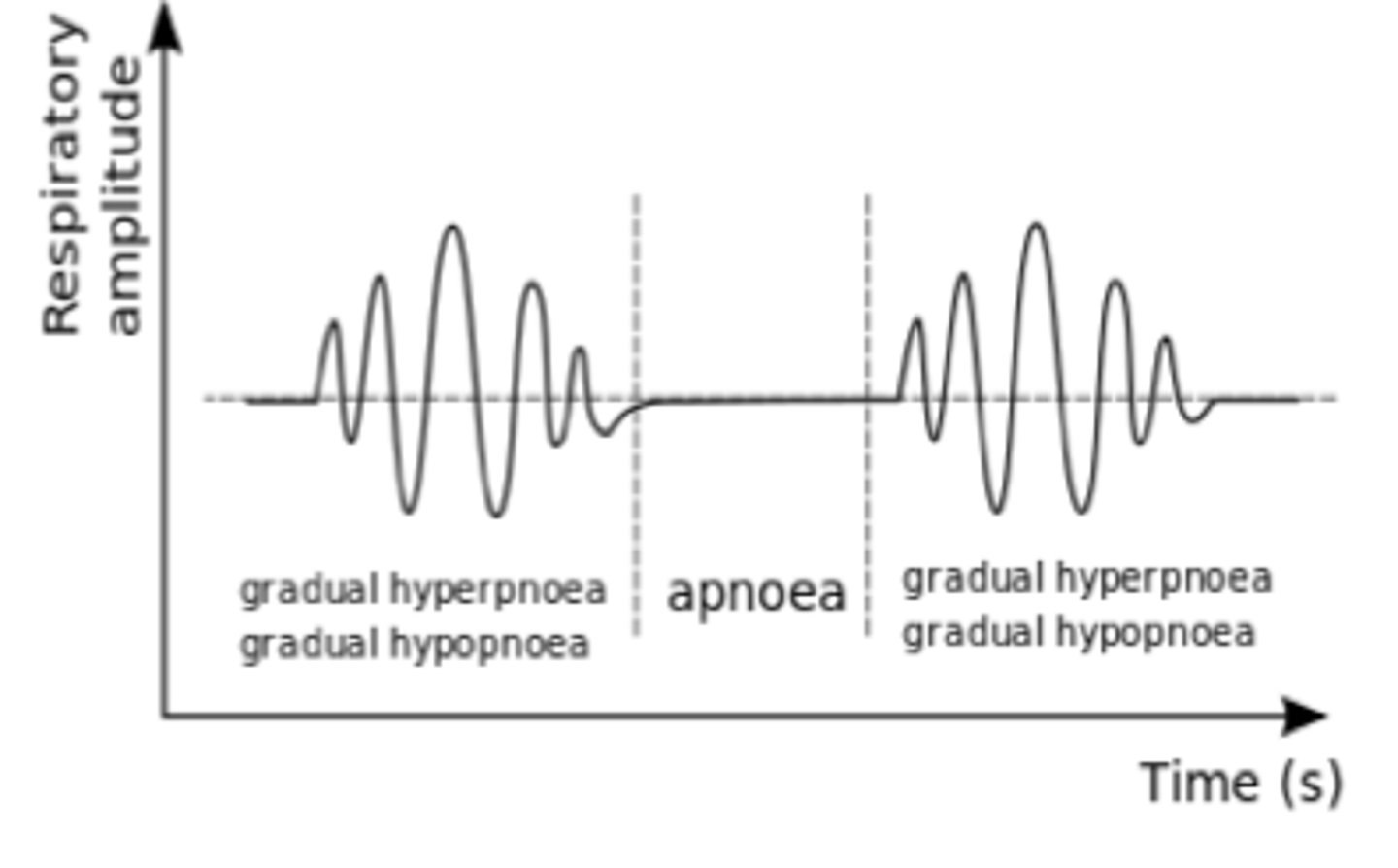 <p>person alternating between apnea and hyperventilation associated with critical conditions</p>