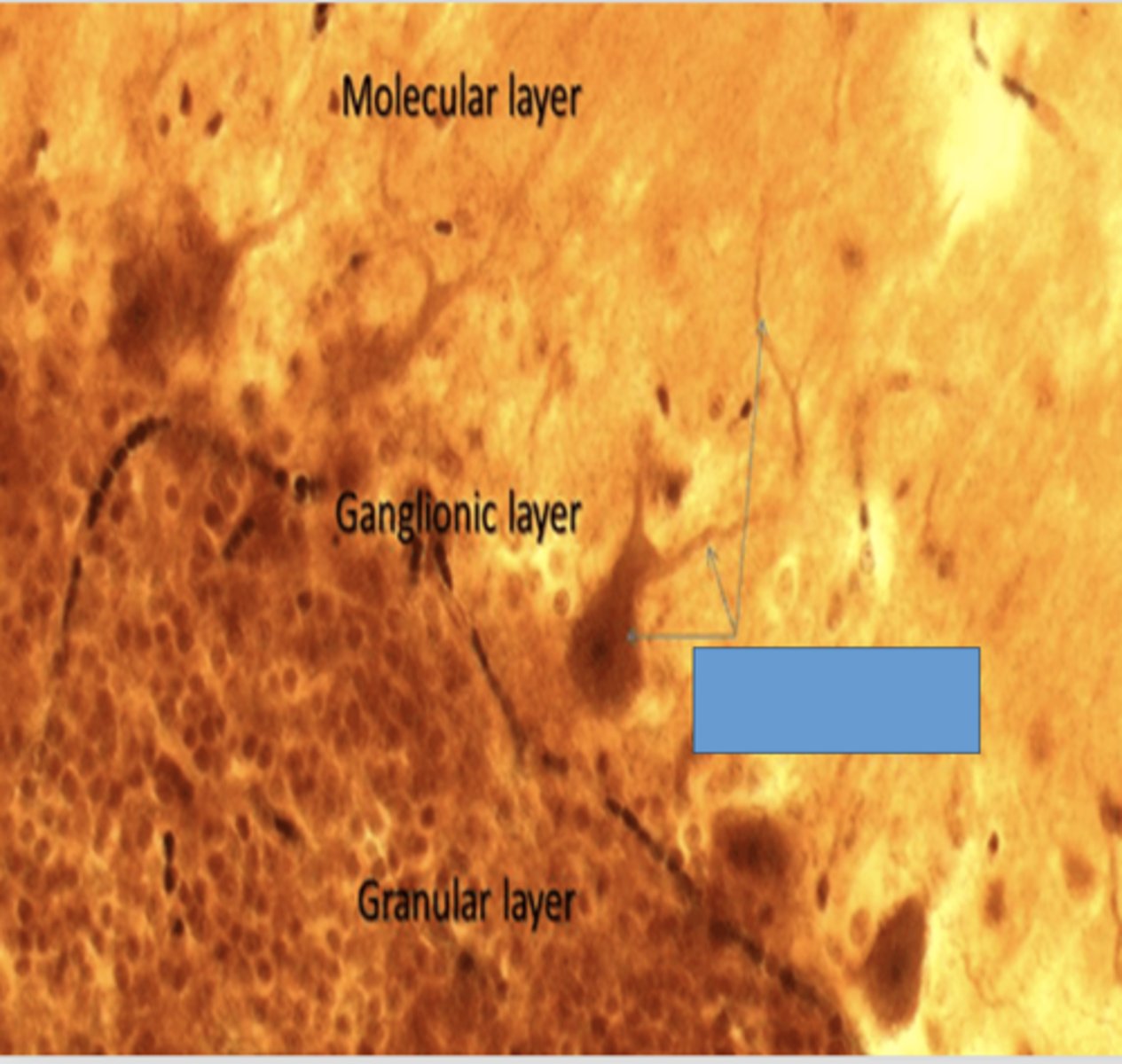 <p>Identify the cell</p>