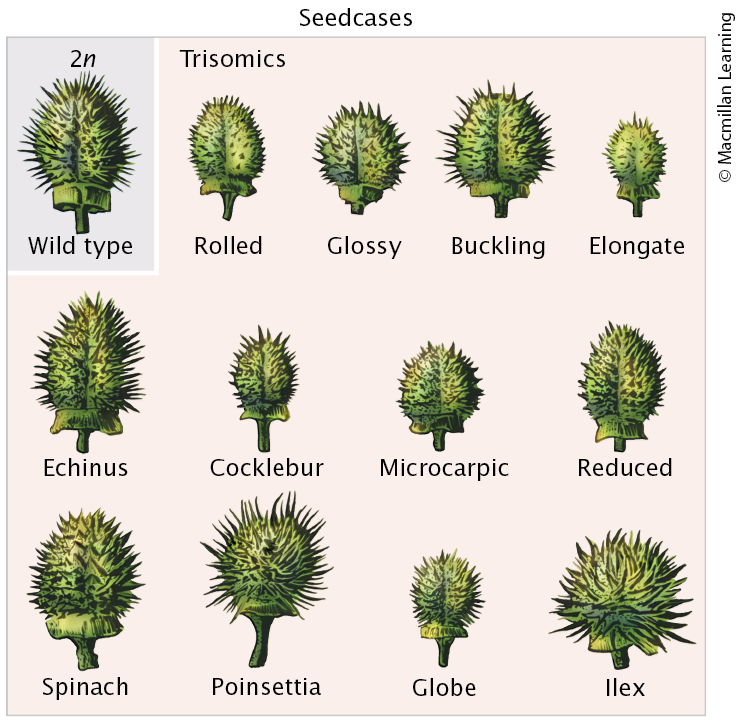 <p>In plants:&nbsp;</p><ul><li><p>Trisomics deviate from wild type</p></li></ul><p>In humans: Sex-chromosome aneuploids:</p><ul><li><p>Turner Syndrome: XO</p></li><li><p>Klinefelter Syndrome: XXY</p></li></ul><p></p>
