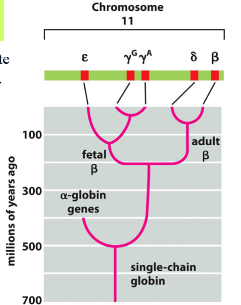 <p>groups of genes that originate from a common ancestral gene</p><p>grouped by similarities in structure and/or function</p><p>originate by gene duplications</p><p>e.g. the globin gene family</p>