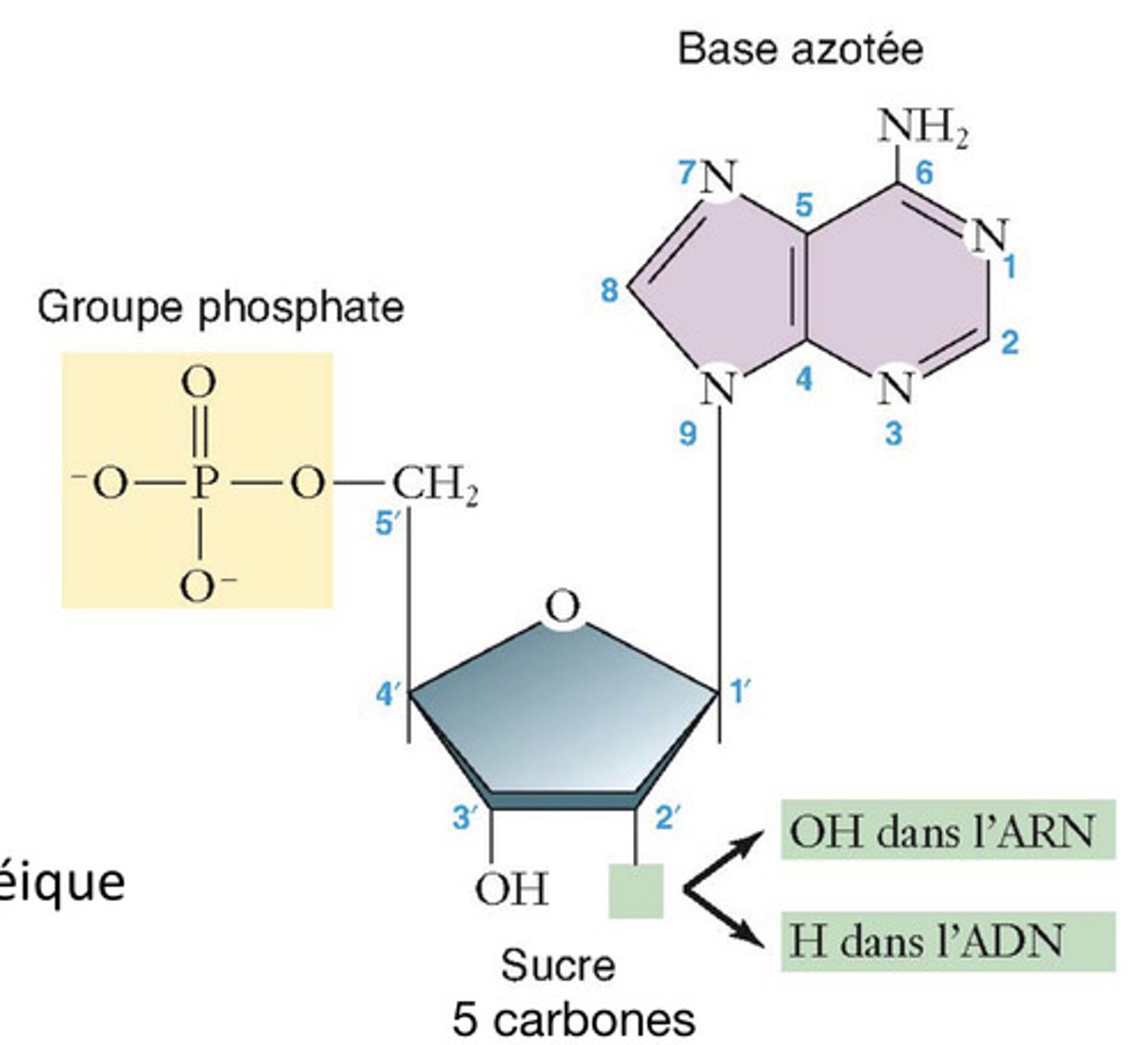 <p>- un monosaccharide (sucre) à 5 carbones (ribose qui va former un ribonucléotide pour dans l'ARN et désoxyribose qui va former un désoxyribonucléotide pour dans l'ADN)</p><p>- un groupe phosphate</p><p>- une base azotée (variable)</p>