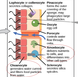 <p>water current and filters food from water (collar cells)</p>