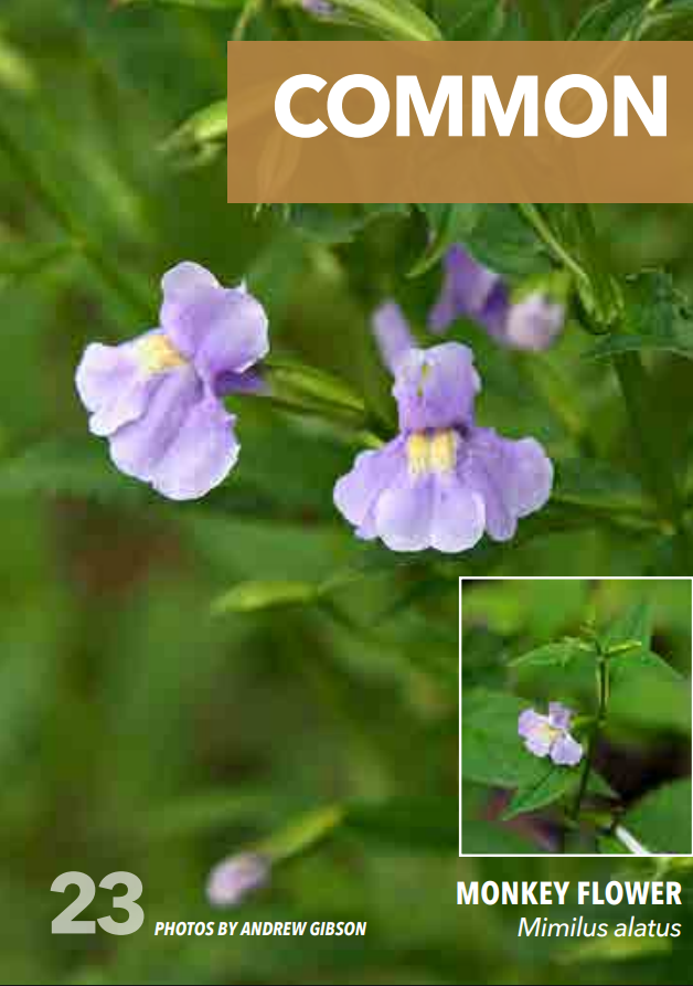 <p>Lopseed; Phrymaceae</p>