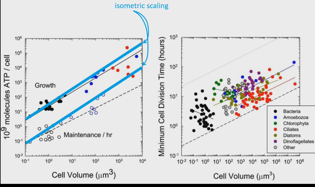<ol><li><p>As cells get bigger in size, relative rate they can use ATP gets lesser and lesser. Surface area to volume ratio get smaller = metabolic rate gets smaller</p><ul><li><p>Smaller cell size = make and use ATP at faster rates = higher metabolic rates to digest food, reproduce, run faster</p></li></ul></li><li><p>As cells get smaller, minimum time it takes to divide cells is faster</p><ul><li><p>grow and repair tissues faster</p></li></ul></li></ol><p></p>