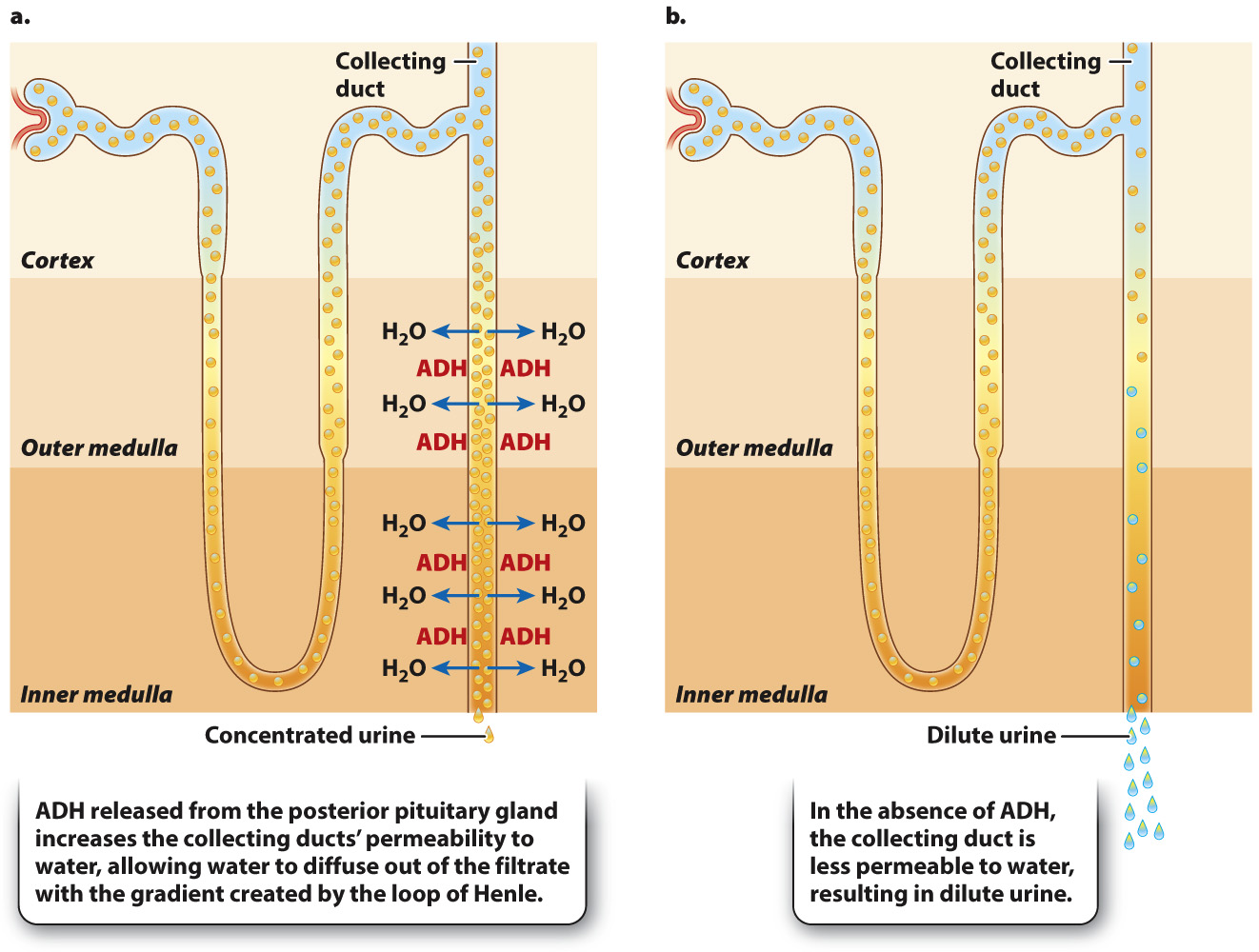 <p>ADH or RAAS system activation </p><p><span>ADH stimulates the reabsorption of water in the kidney so that less water is excreted in the urine. This increases the volume and pressure of the blood.</span></p>