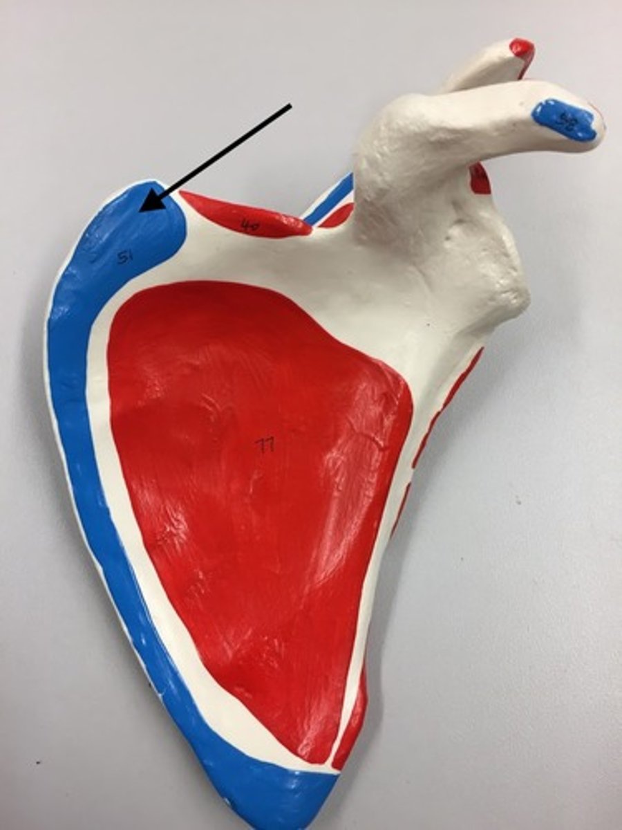 <p>51</p><p>I: Medial border and inferior angle of scapula</p>