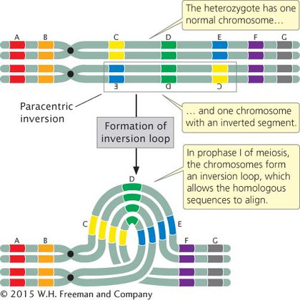 <p>segment of chromosome turned 180 degrees…no loss of genetic material :)</p>