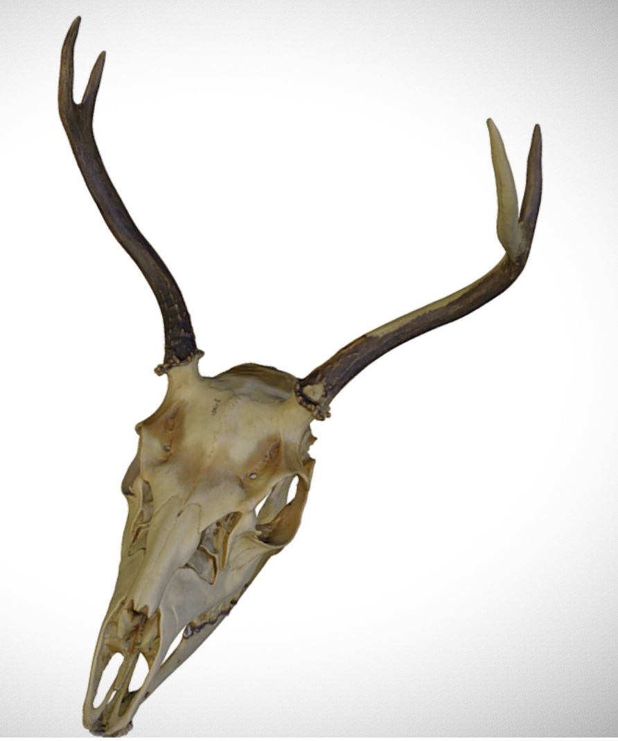 <p>Genus and species?</p>