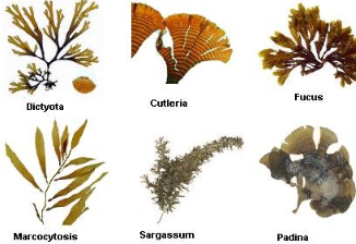 <p><span><strong>PHAEOPHYTA predominant color</strong></span></p>