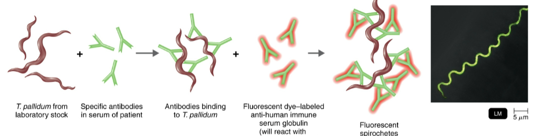 <p>indirect fluorescent-antibody (FA) tests are used to…</p>