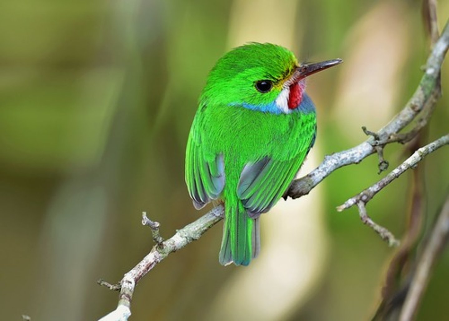 <p>species not found anywhere else</p>