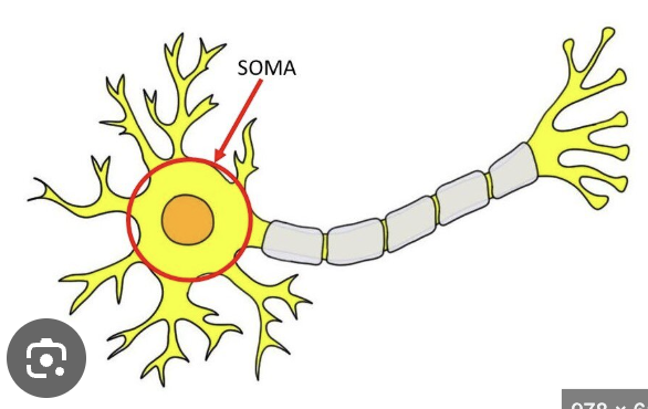 <p>Soma</p>