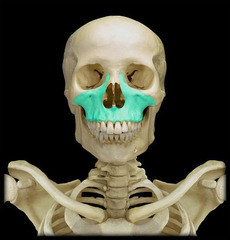 <p>upper jaw</p>