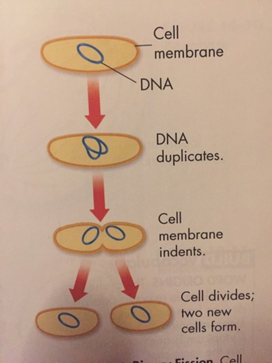 <p>binary fission</p>