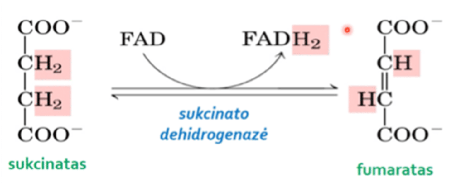 <p>6. Oksidacijos-redukcijos reakcija, kofermentas FAD virsta redukuotu FADH2 ir substrato (sukcinato) oksidacija, susidarys nesotus produktas fumaratas.</p>