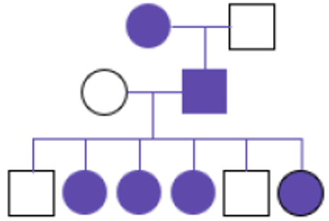 <p>What type of inheritance pattern affects both sexes, but females MC, with affected fathers passing to 100% of daughters, and often is lethal in males?</p>