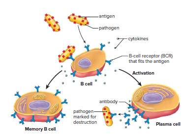 B cells and the antibody response.