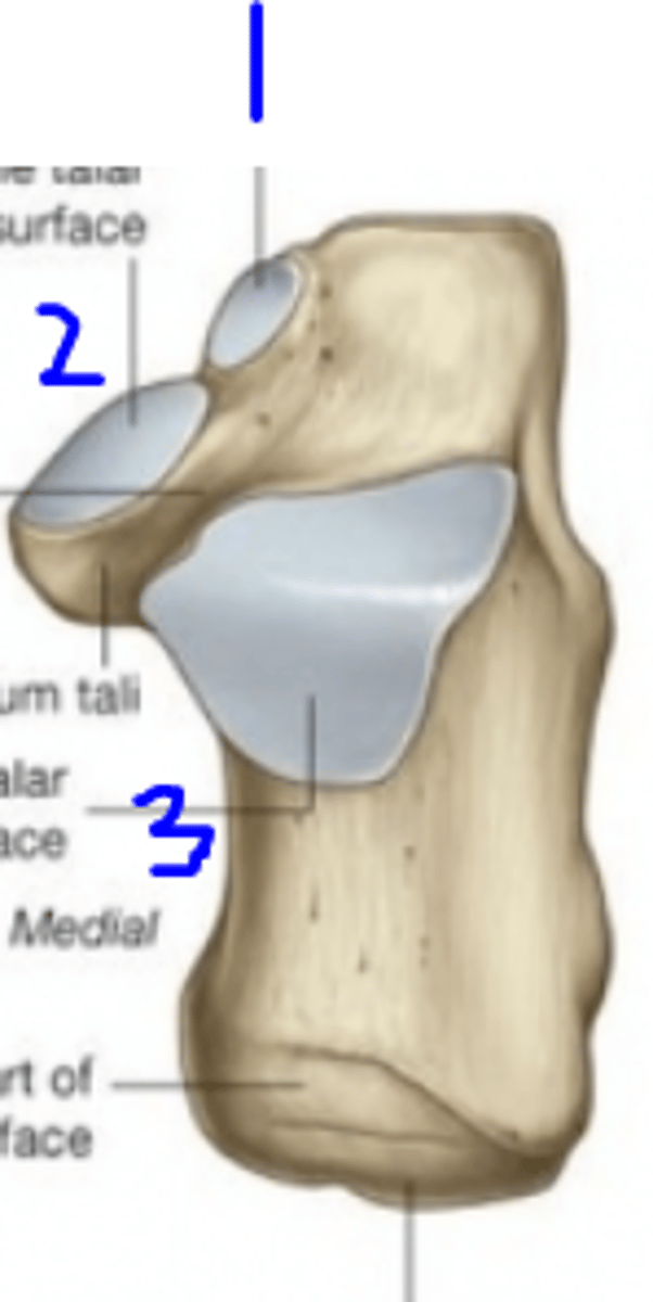 <p>- 2</p>