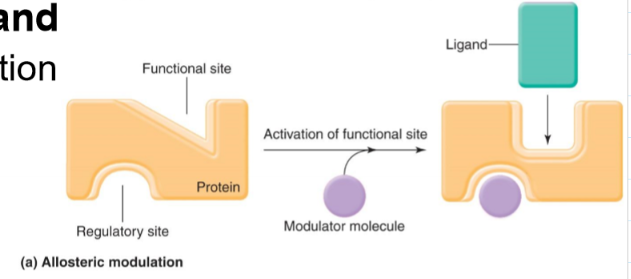 <p>A modulator molecule binds to proteins and changes the affinity</p>