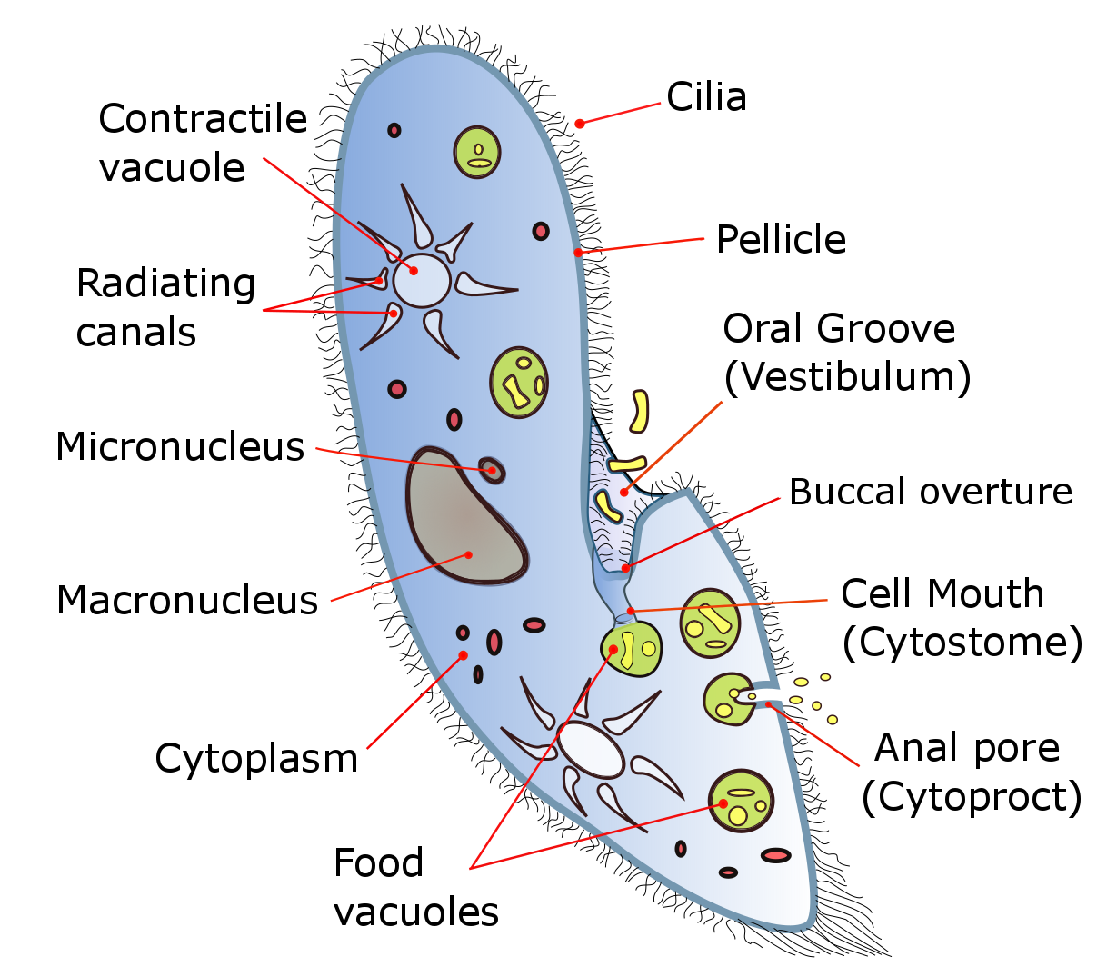 Paramecium (Kingdom: Protista/ Phylum: Ciliaphora)