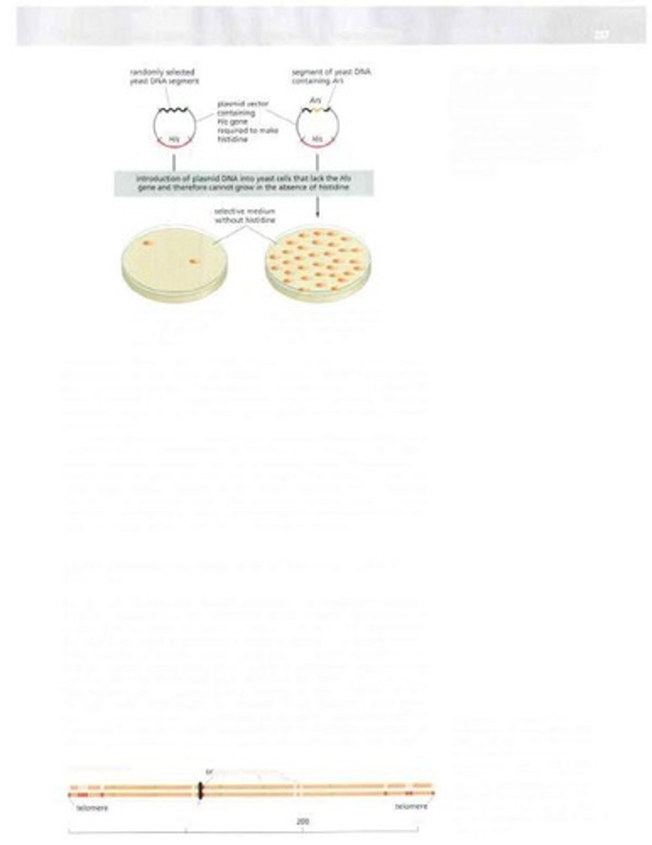 <p>Model organism for studying germ line mutations.</p>