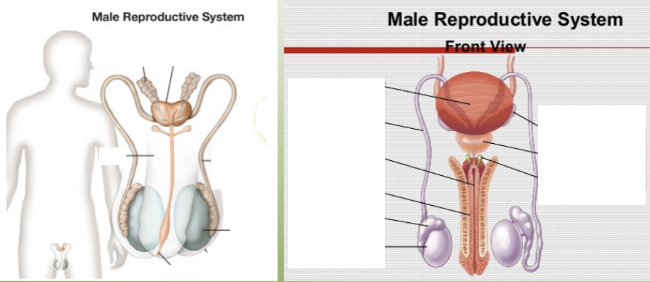 <p>label the key structures of the male reproductive system.</p>