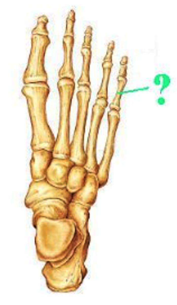 <p>proximal phalanx</p>