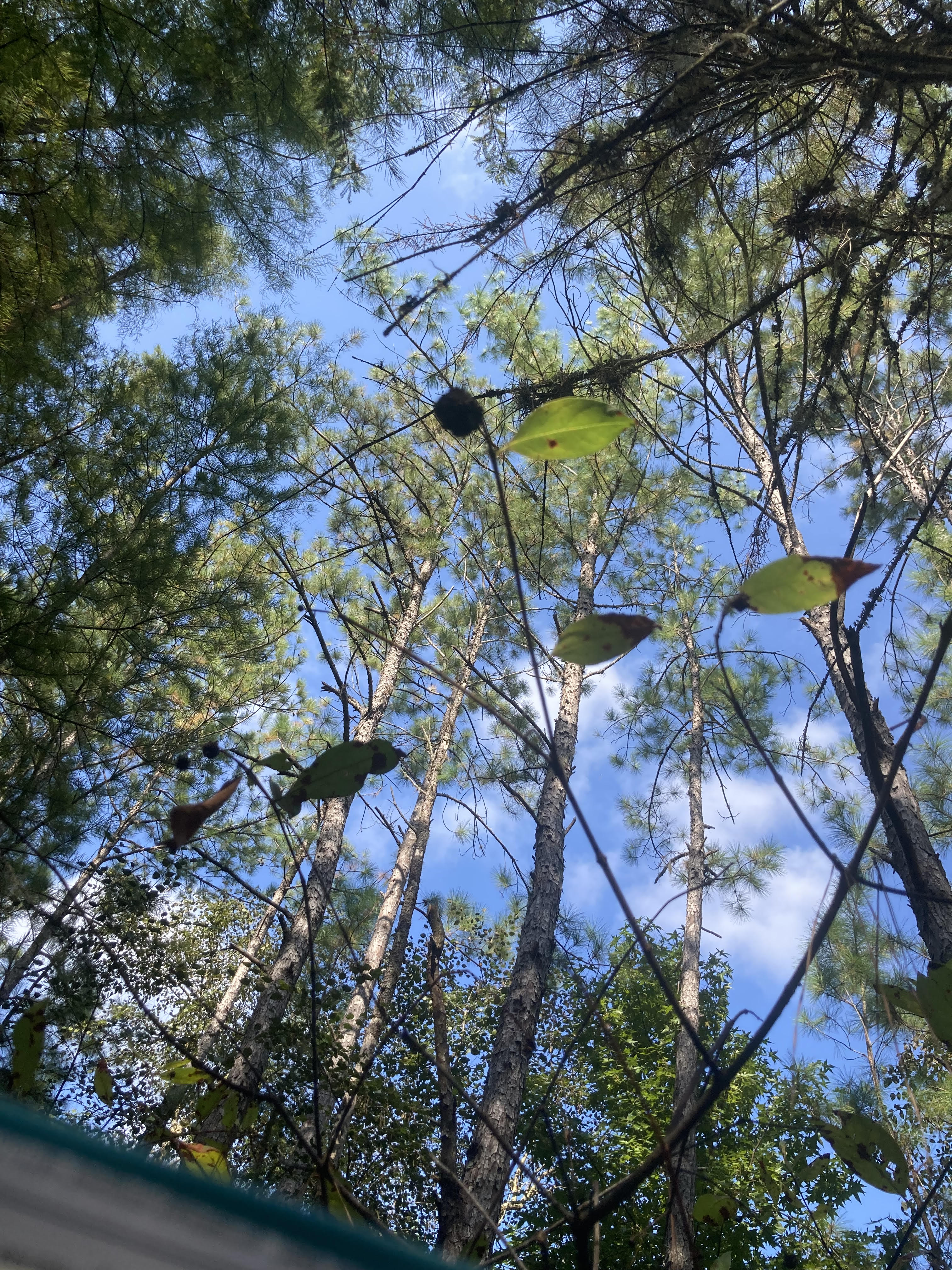 What is this plant?