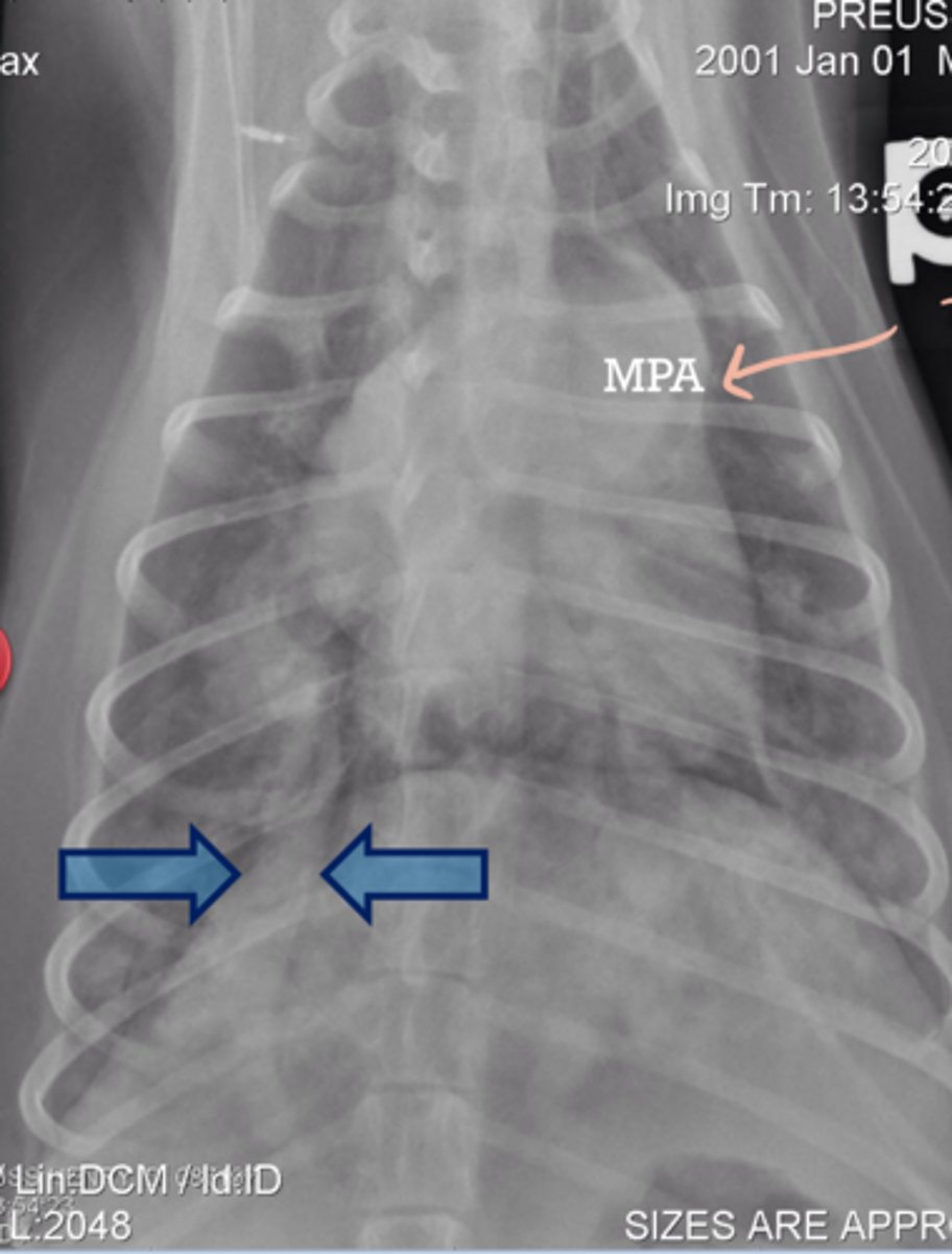 <p>A canine presents with the following Rad? What do you suspect?</p>