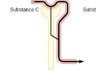 <p>Filtration, complete (100%) reabsorption. This means that at normal function, the clearance of Glc will be 0 (none will be found in the urine)</p>