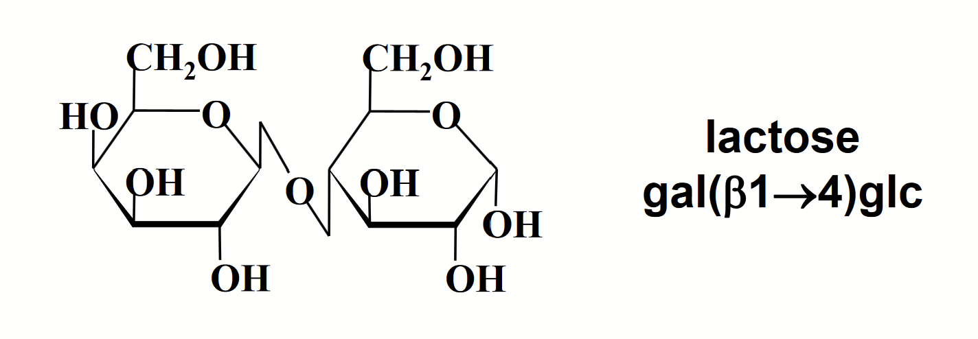 <p>β1 →4</p>