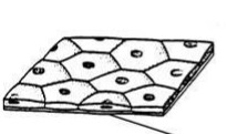 Thin, irregular cells with large flattened nucleus
Protect underlying tissue from friction and allow for movement of substances
Found in the lining of the mouth, oesophagus, blood vessels and alveoli of the lungs
