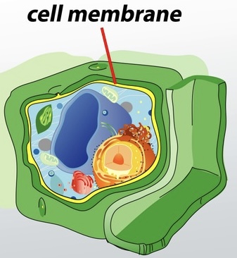 <p>Double layer of lipids (mainly phospholipids and cholesterol) with embedded proteins; some proteins span the membrane while others are on one side; outer surface may have attached sugar groups; functions as a selective barrier, controls transport, maintains electrical potential, and enables cell signaling and recognition</p>