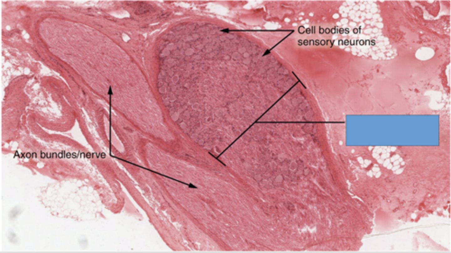 <p>Identify the specific structure</p>