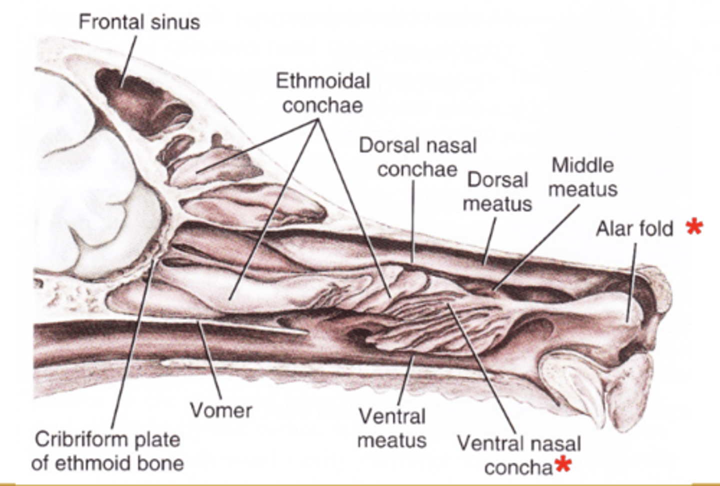<p>- Initial portion of the nasal cavity</p>