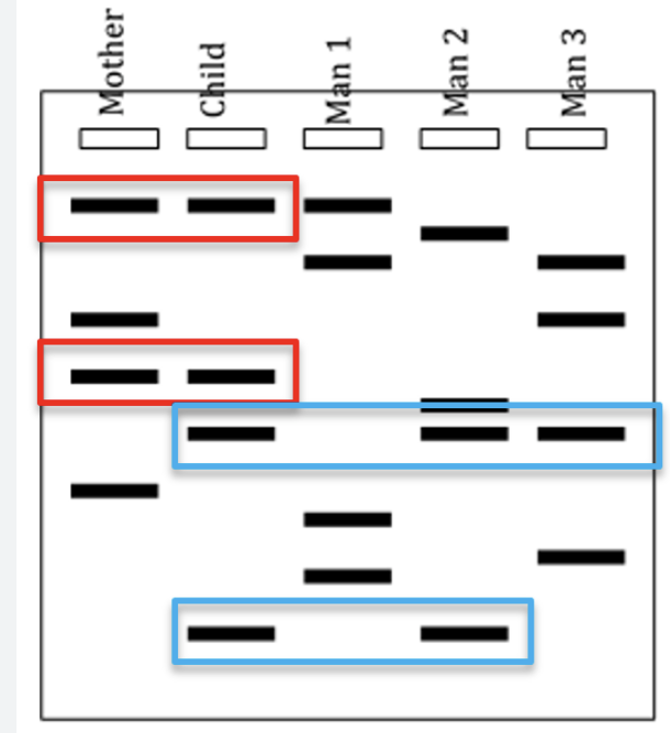 <p>Reading code from gel electrophoresis</p>